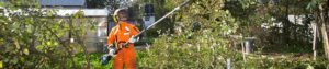 pole pruner