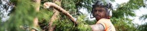 man climbing tree
